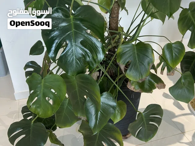 Monstera deliciosa