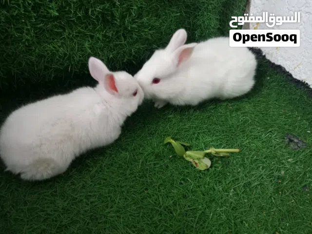 زوج ارانب نثيه وفحل ازغار عمر ثلاث اسابيع