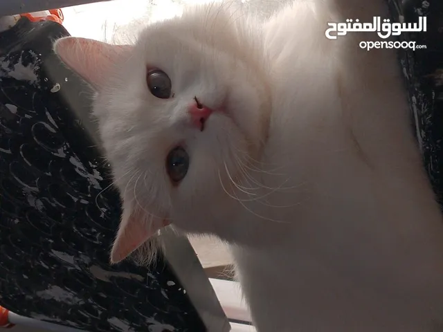 قطه للبيع العمر7اشهر