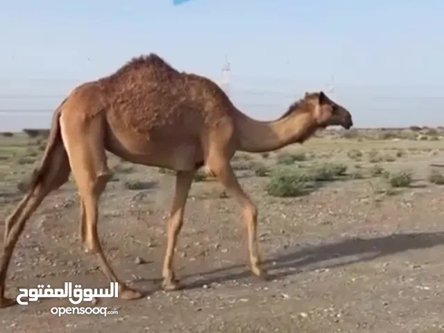 ناقه لقيه للبيع