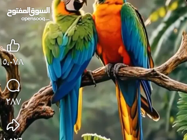 ارض للببع للبيناء في كفر نعمه مساحه 480متر طابو سلطه