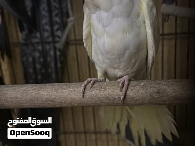 نثية كوكتيل شهرين تجهز طيره نضيفه تبزيري شراي خاص