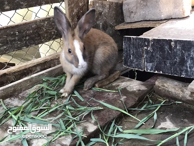 ارنب عماني