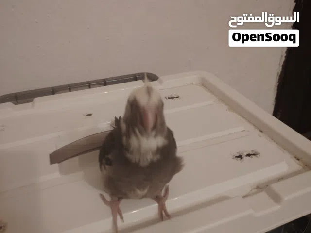 كوكتيل مروض للبيع للبيع