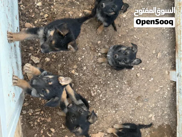 كلاب جيرمن