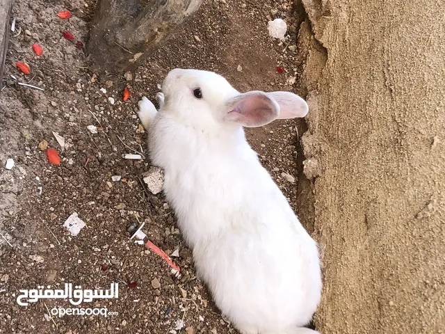 جوز ارانب نخب