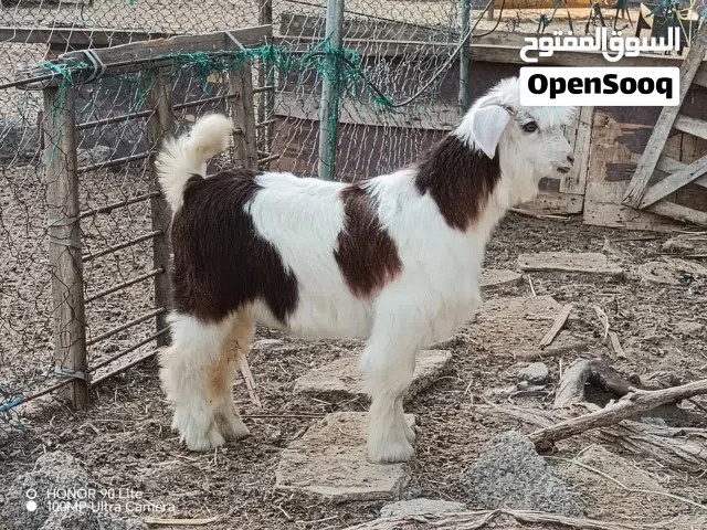 اقوم بشراء جميع انواع المواشي اشتري جمله