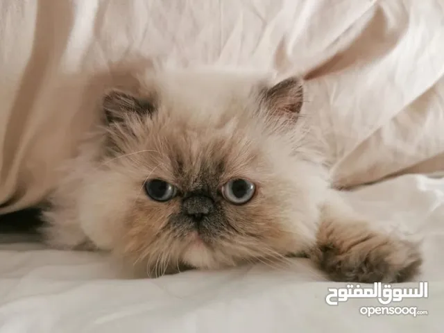 قطة انثى همالايا