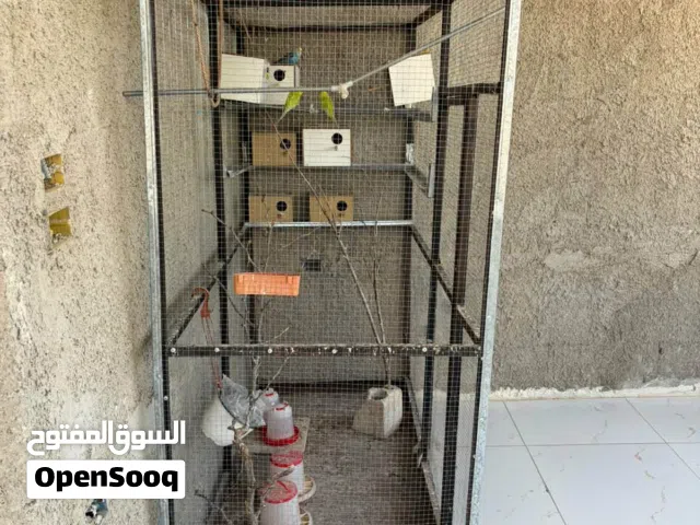 مطير للطيور