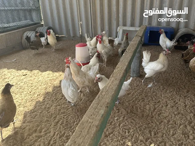 ‏دجاج حبحب منتج الطقم ديج و دجاجتين