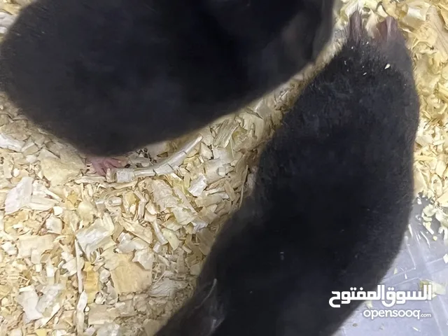هامستر ذكور