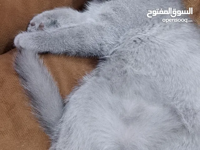 British Shorthair