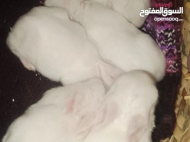 ارانب للبيع 5 ارانب والام والاب وابنائهم