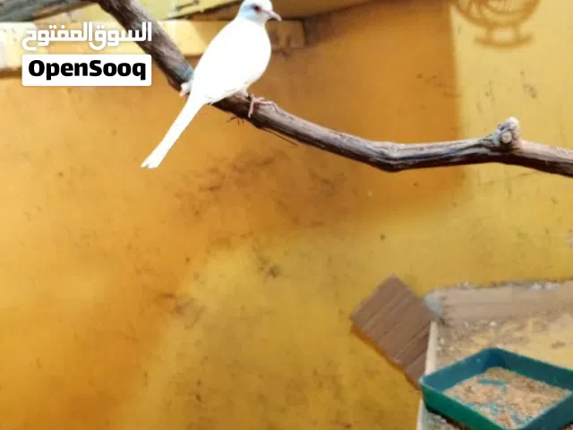 متاح جوز ماسي طيره بيضه سنوايت والفحل ازرق شغلات معهم مخلف شغال موجودات في عمان حي نزال