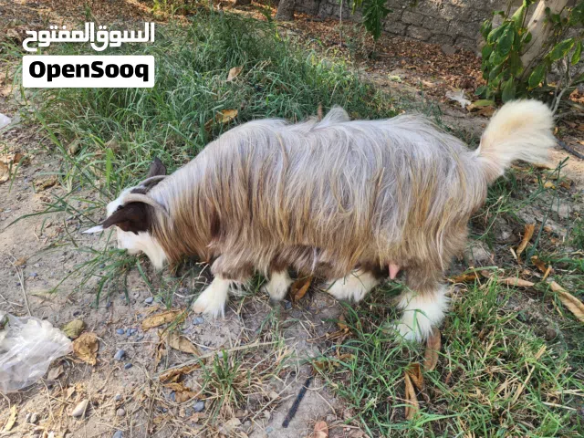أغنام  للبيع  مطعومة