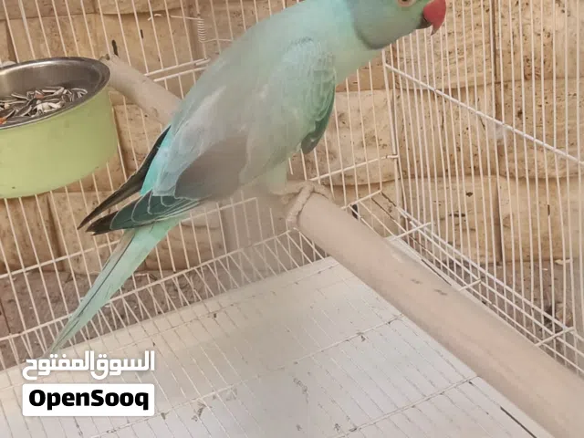 انثي دره اوبلاين الله يبارك