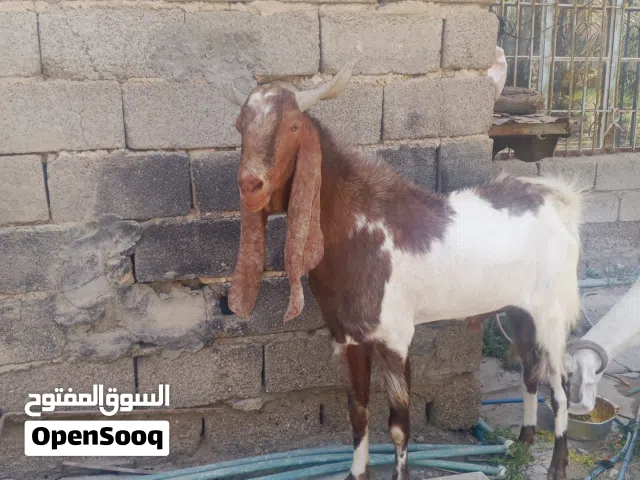 ماعز افغاني