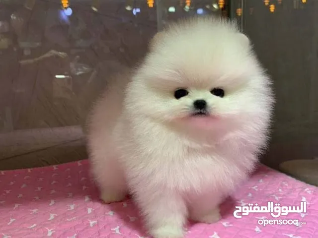 Pure-breed Pomeranian Puppy
