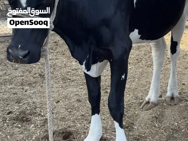 بقرة مهجنة العمر 3 سنوات الصحة ممتازة المكان مزارع العجبان