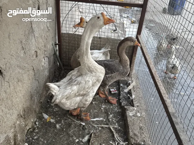 بط خشن للبيع