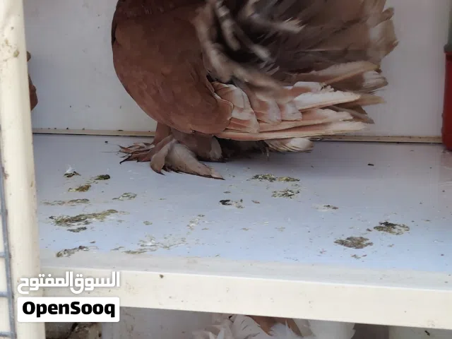 حمام شامسي أمريكي جانبو
