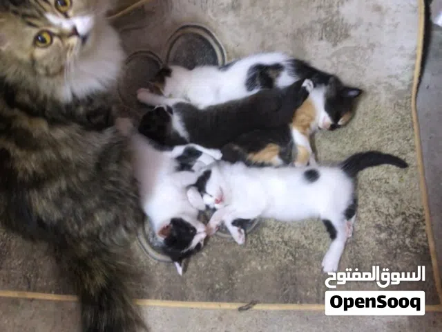قطط للتبني ام مع أولادها