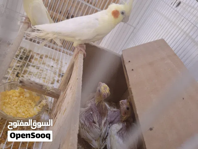 افراخ كوكتيل