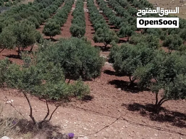 أرض للبيع – مزروعة بالكامل زيتون مميزة وفرصة استثمارية   الموقع: مادبا – منطقة الفيصلية