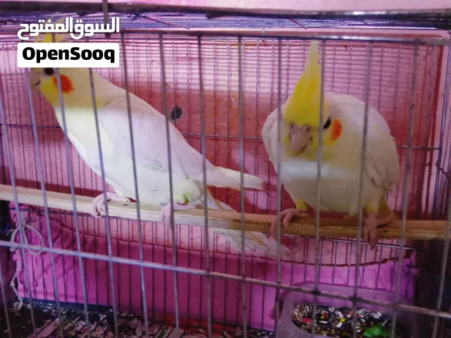 سلام عليكم كوكتيل لبيع زوج