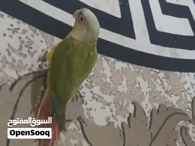كنيور انناسي
