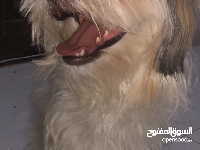 للبيع كلب شيراز