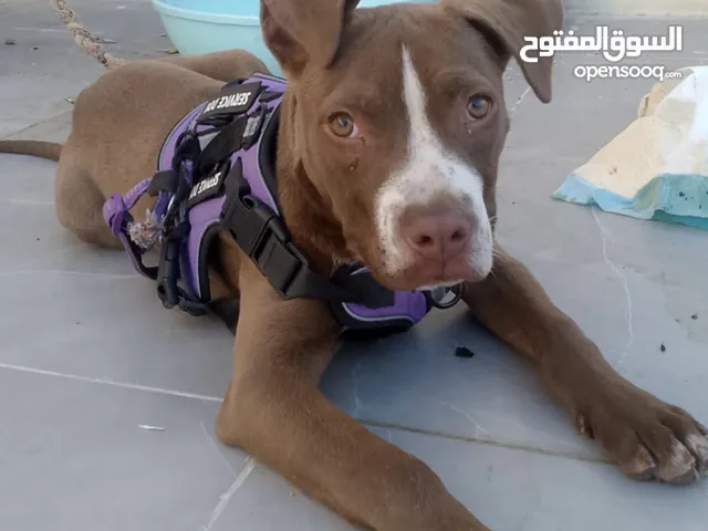 بيتبول بيور