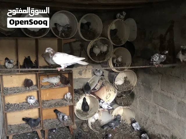 للبيع للبيع حمام الوحدة بريال للكبير والصغير