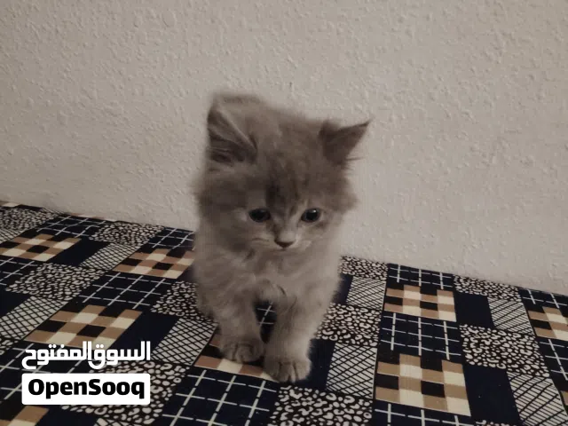 قط شيرازي ذكر للبيع