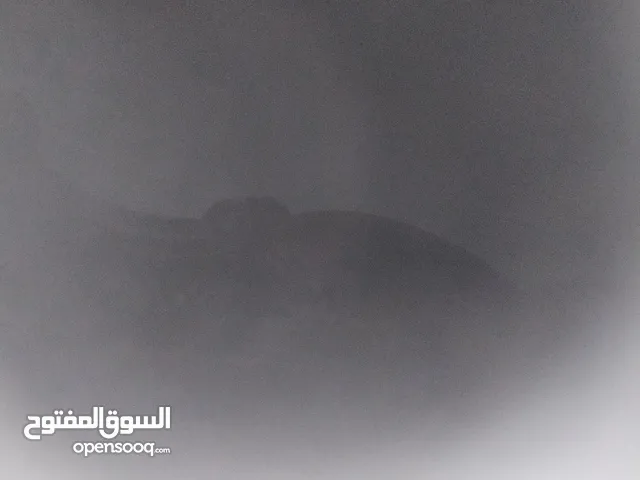 مطلوب خروف هجين صغير