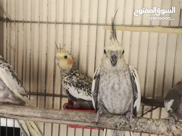 فراخ كوكتيل عمر اقل من شهرين وفراخ زق يدوي