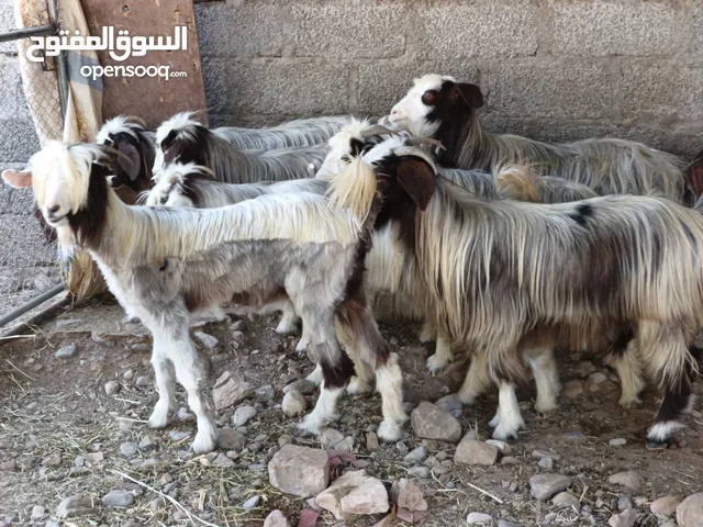 بكار من حلال الرحوب اغلبهن عشرات ما شاء الله عليهن وشي ذبايح حلوات السعر 68 ف الرأس بالجمله