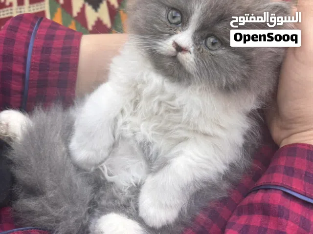 قطة عمر شهرين نوع باندا جداً نظيفة ولعوبة تحب الاطفال