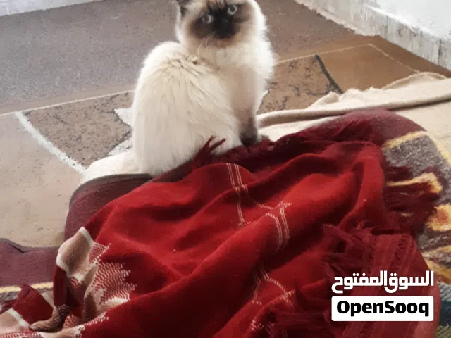 مطلوب قط ذكر هملايا للتبني