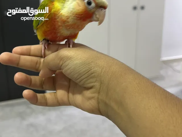كنيور مون شيك باينبل مروض للبيع – لعوب وألوان نادرة عمره 5 شهور