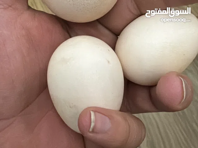 مجموعه دجاج في بياضين وفيه على وشك وفي زوج فتنامي