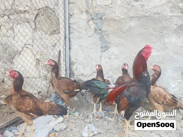 دجاج باكستاني للبيع