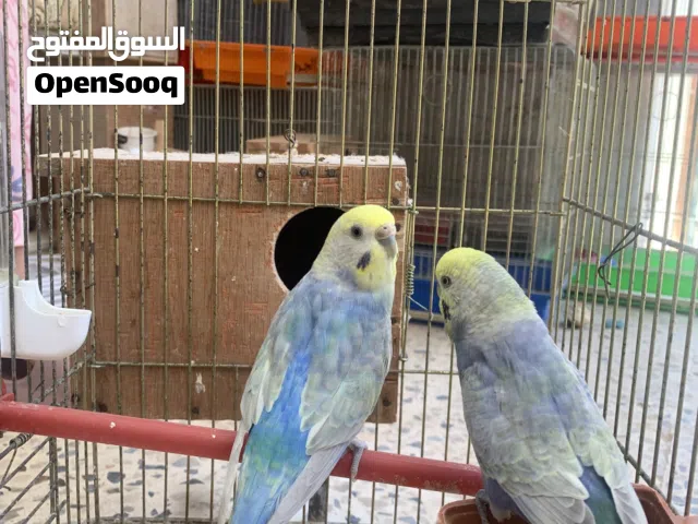 كوبيه  بقلينو لون مميز.