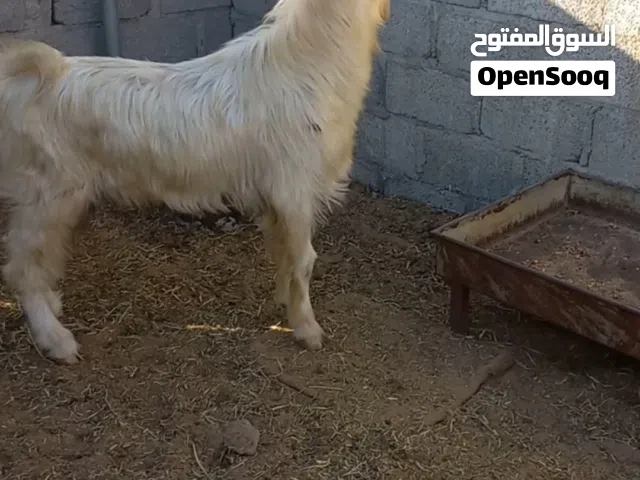 تيس جما مخصاي  سمين