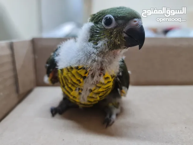 Olive Scaly Breasted Lorikeet - Very Rare Breed of Lory. 2 months old and hand feeding - Healthy