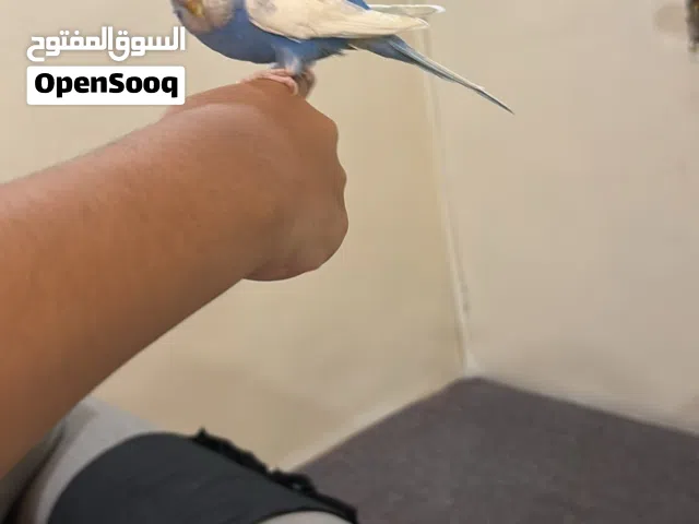 للبيع بادجي انثى