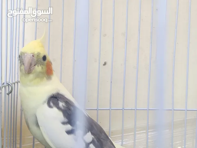 عصافير كوكتيل وفرخهم شغالات مع القفص للبيع الزرقاء الجديده