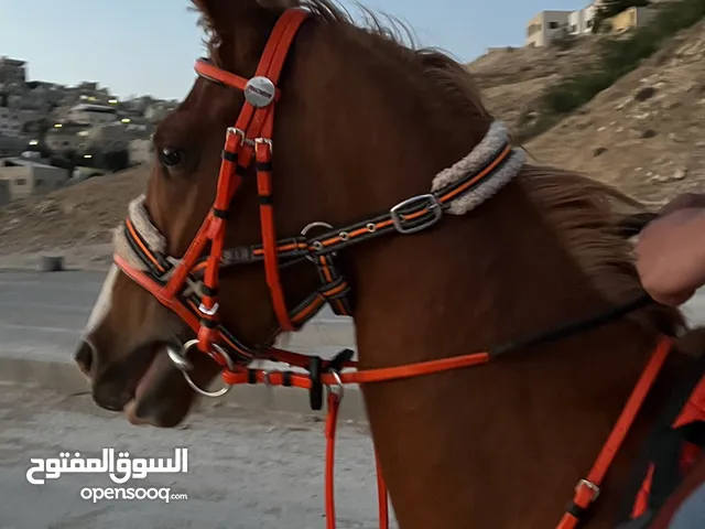 مهر العمر سنتين وثلاث شهور ساغ سليم