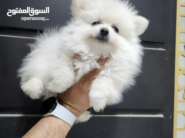كلب بومرينيان