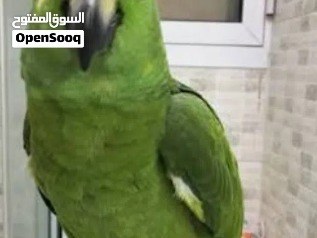 مطلوب ونشتري
